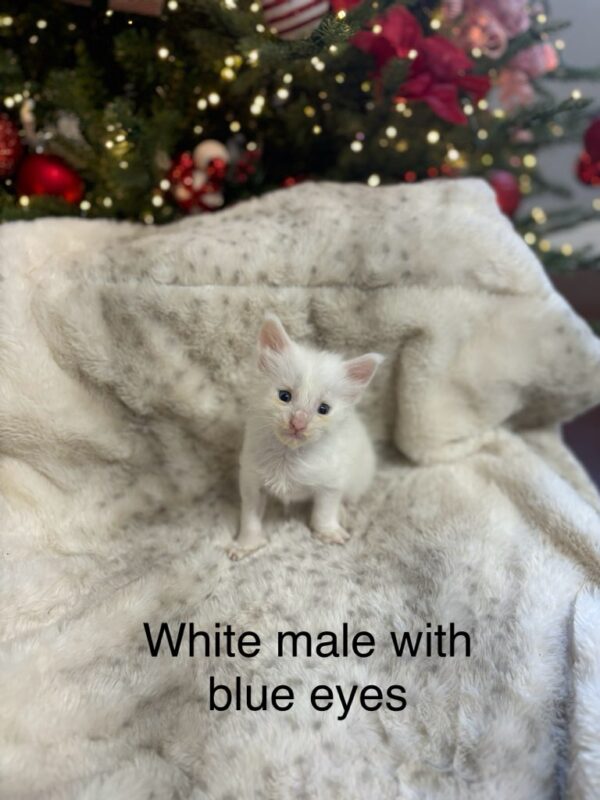 Blue Eyes White Male Maine Coon Kitten