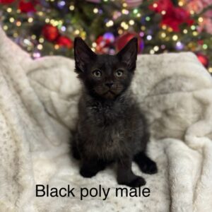 Black Poly Male Maine Coon Kitten