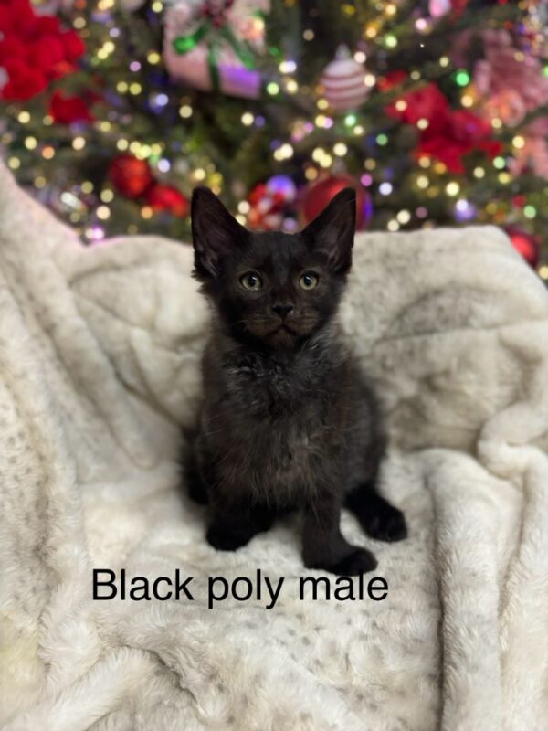 Black Poly Male Maine Coon Kitten