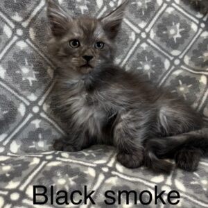 Black Smoke Female Maine Coon Kitten