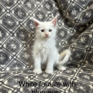 Blue Eyes White Female Maine Coon Kitten