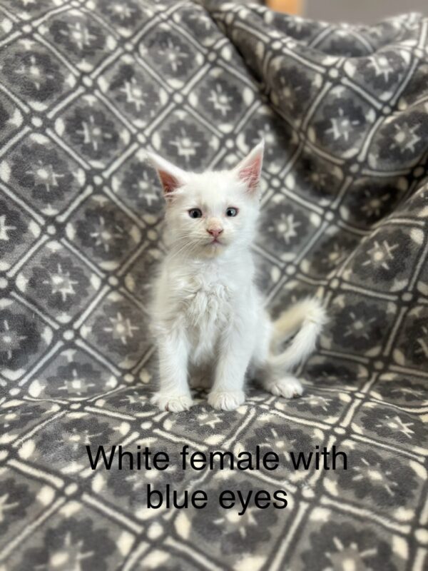 Blue Eyes White Female Maine Coon Kitten