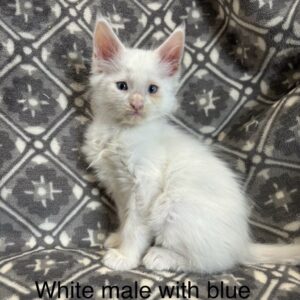 Blue Eyes White Male Maine Coon Kitten