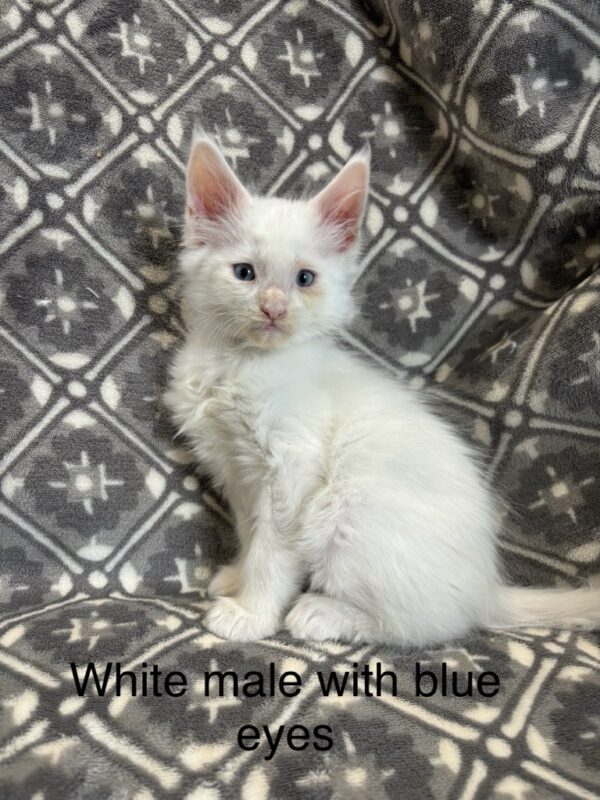 Blue Eyes White Male Maine Coon Kitten