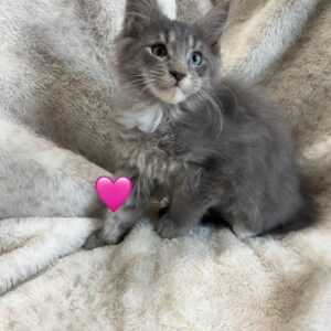 Odd Eye Female Maine Coon Kitten