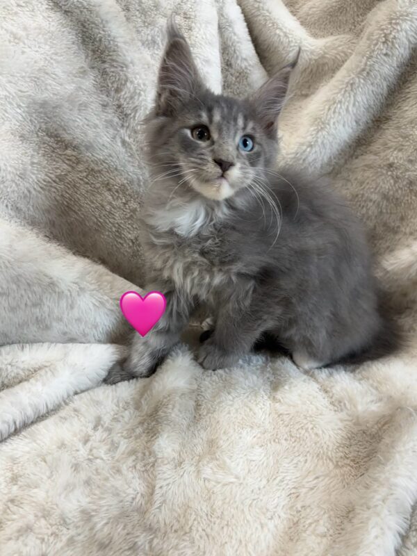 Odd Eye Female Maine Coon Kitten