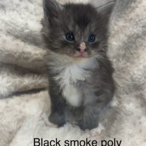 Black Smoke Poly Male Maine Coon Kitten