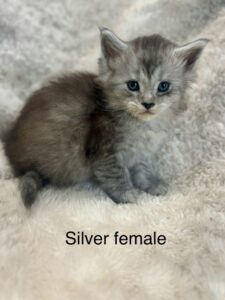 Silver Female Maine Coon Kitten