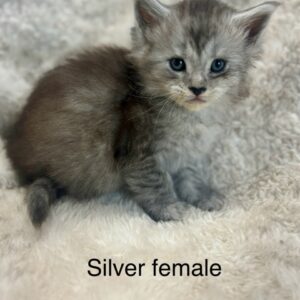 Silver Female Maine Coon Kitten