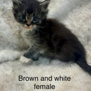 Brown & White Female Maine Coon Kitten