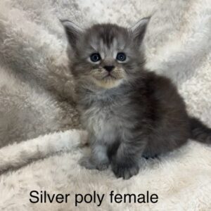 Silver Poly Female Maine Coon Kitten