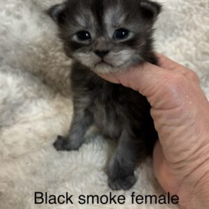 Black Smoke Female Maine Coon Kitten