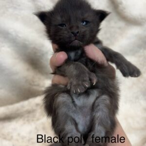 Black Poly Female Maine Coon Kitten