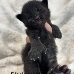 Black Poly Female Maine Coon Kitten