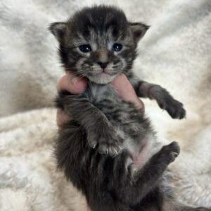 Brown Female Maine Coon Kitten