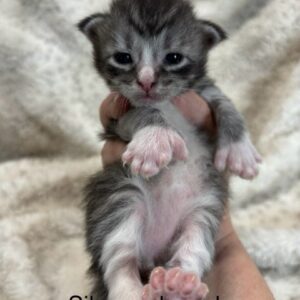 Silver Poly Male Maine Coon Kitten