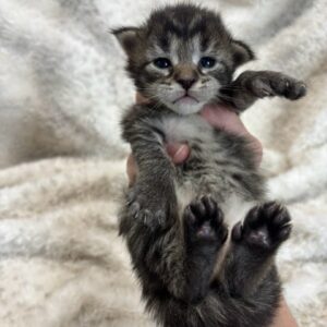 Brown Poly Female Maine Coon Kitten