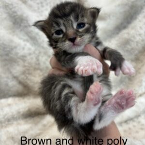 Brown & White Poly Male Maine Coon Kitten