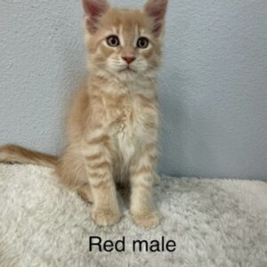 Red Male Maine Coon Kitten