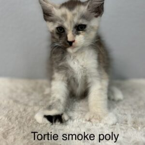Tortie Smoke Poly Female Maine Coon Kitten