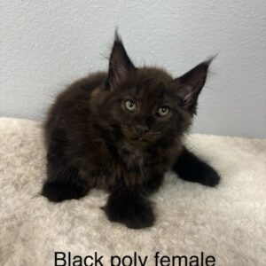 Black Poly Female Maine Coon Kitten