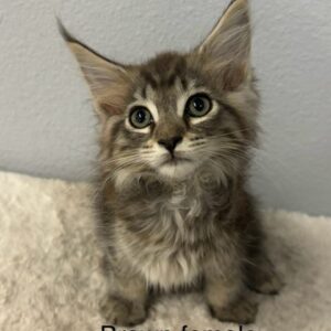 Brown Female Maine Coon Kitten