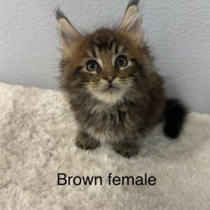 Brown Female Maine Coon Kitten