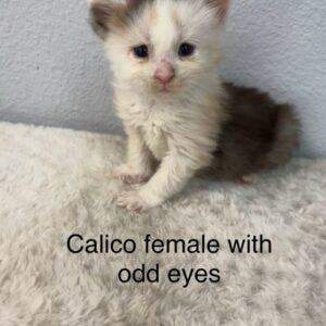 Calico Female Maine Coon Kitten W/ Odd Eyes