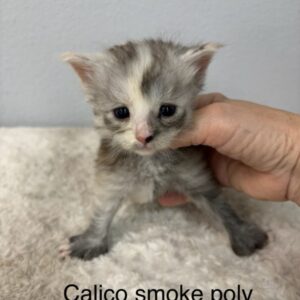 Calico Smoke Poly Female Maine Coon Kitten