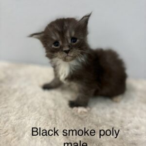Black Smoke Poly Male Maine Coon Kitten