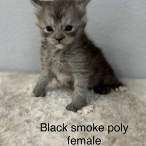 Black Smoke Poly Female Maine Coon Kitten