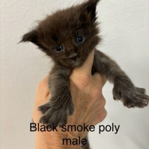 Black Smoke Poly Male Maine Coon Kitten