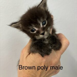 Brown Poly Male Maine Coon Kitten