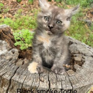 Black Smoke Tortie Poly Female Maine Coon Kitten