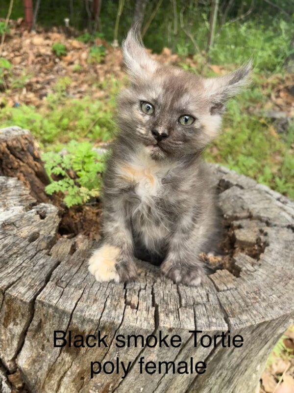 Black Smoke Tortie Poly Female Maine Coon Kitten