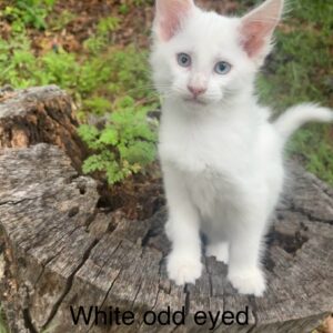 White Odd Eyed Female Maine Coon Kitten