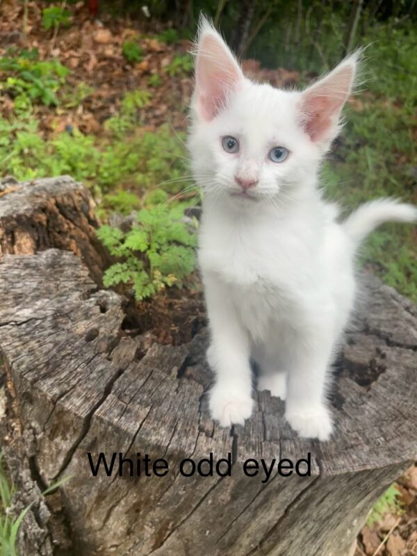 White Odd Eyed Female Maine Coon Kitten