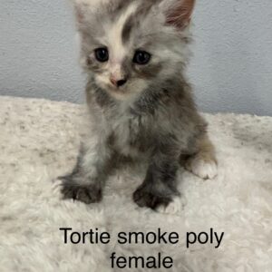 Tortie Smoke Poly Female Maine Coon Kitten