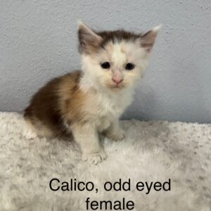 Calico Odd Eyed Female Maine Coon Kitten