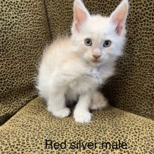 Red Silver Male Maine Coon Kitten