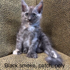 Black Smoke Patch Poly Female Maine Coon Kitten