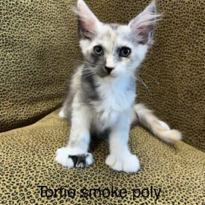 Tortie Smoke Poly Female Maine Coon Kitten