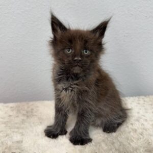 Black Smoke Poly Male Maine Coon Kitten