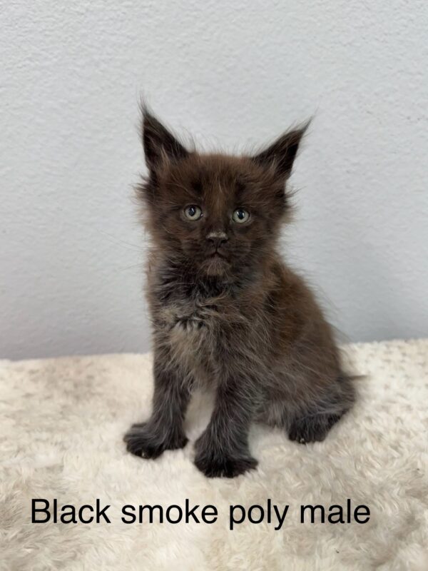 Black Smoke Poly Male Maine Coon Kitten