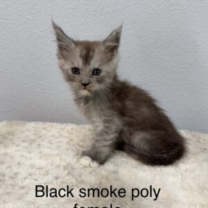 Black Smoke Poly Female Maine Coon Kitten