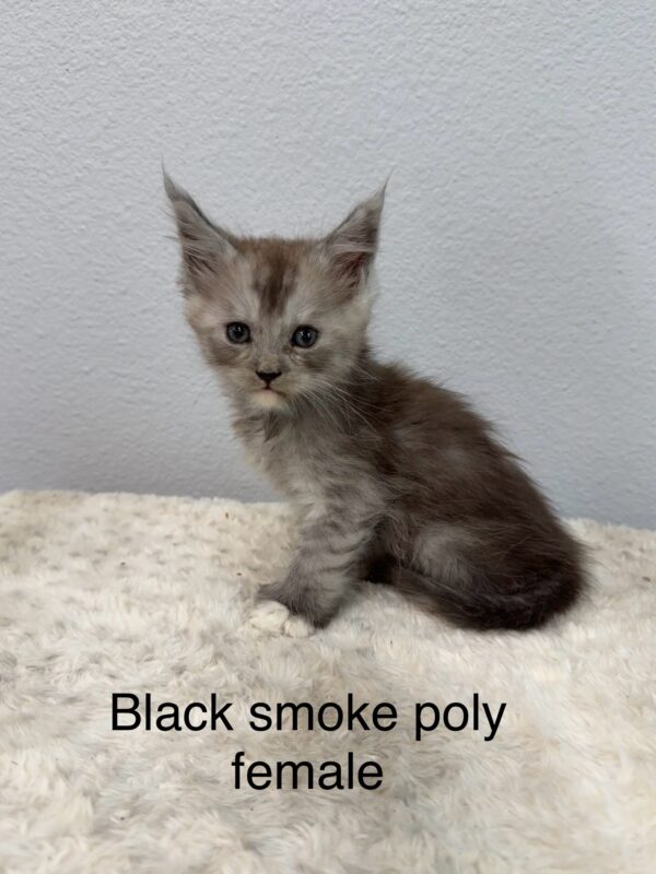 Black Smoke Poly Female Maine Coon Kitten