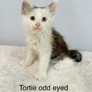 Tortie Odd Eyed Female Maine Coon Kitten