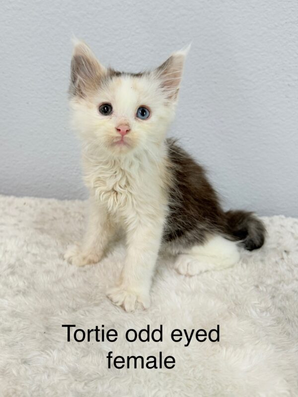 Tortie Odd Eyed Female Maine Coon Kitten