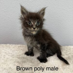 Brown Poly Male Maine Coon Kitten