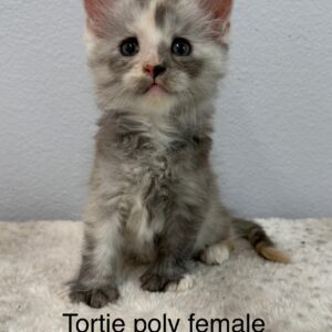 Tortie Poly Female Maine Coon Kitten
